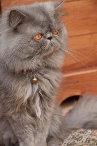 persian-cat​
